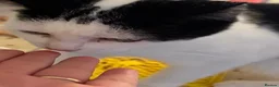 Mixed Breed cats for sale: Rescue cats and kittens  - Advert 8