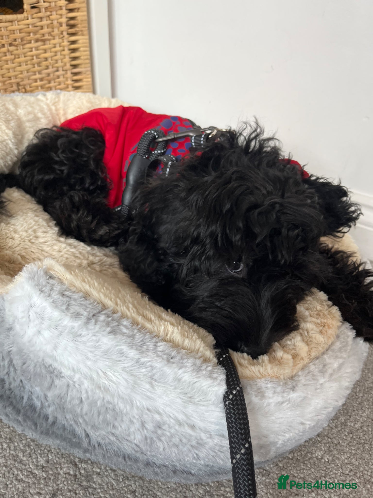 Mixed Breed dogs Rehoming Olive the Cavapoo 5 months old - Advert 1