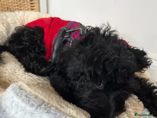 Mixed Breed dogs Rehoming Olive the Cavapoo 5 months old - Advert 1