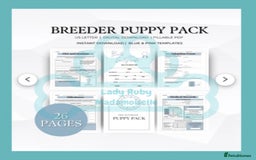 Cocker Spaniel dogs for sale: KC REG Showtype Cocker Spaniel LAST PUP ready 3/8 - Image 4