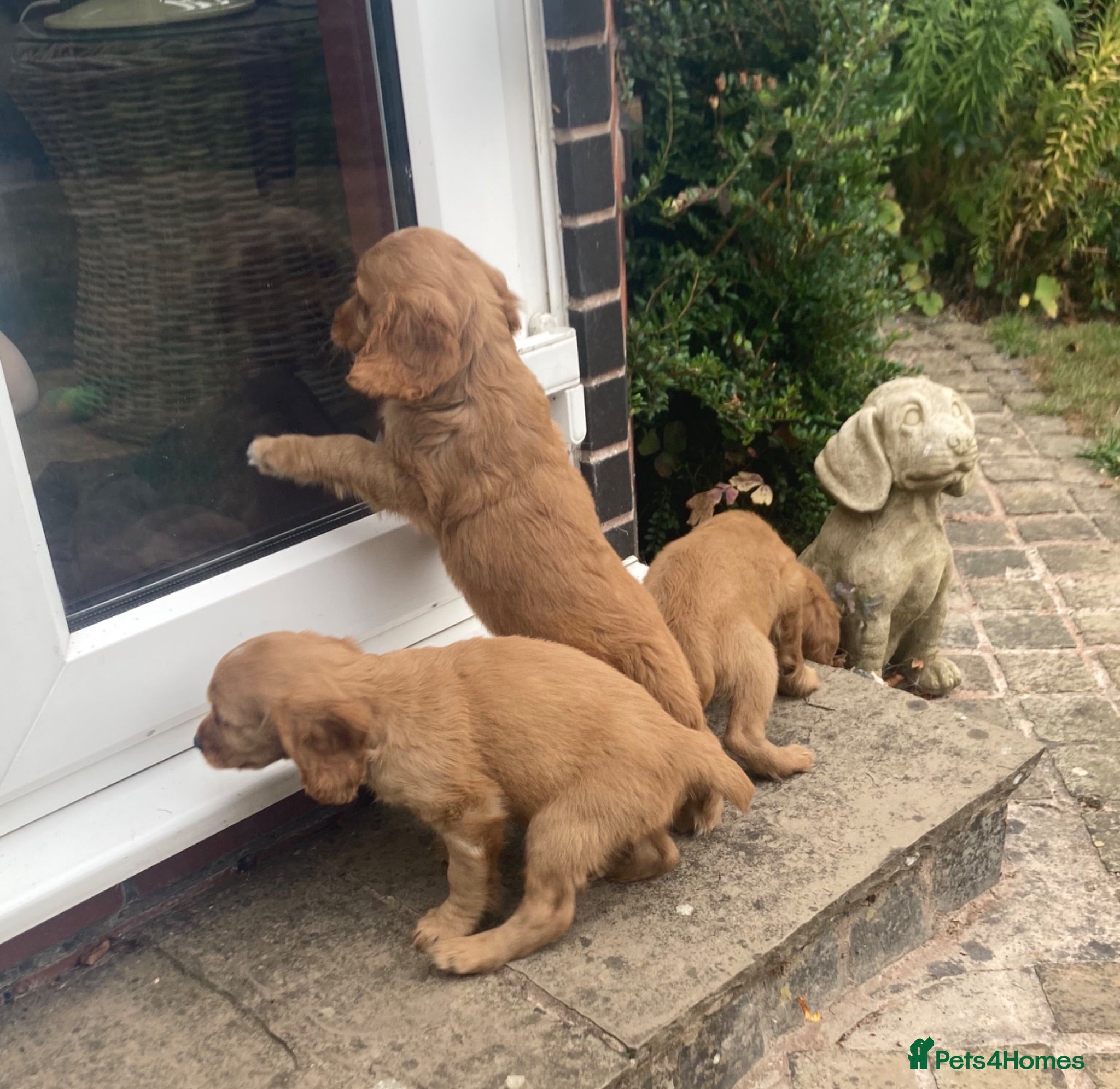 Cocker Spaniel dogs Working type cocker puppies  - Advert 8