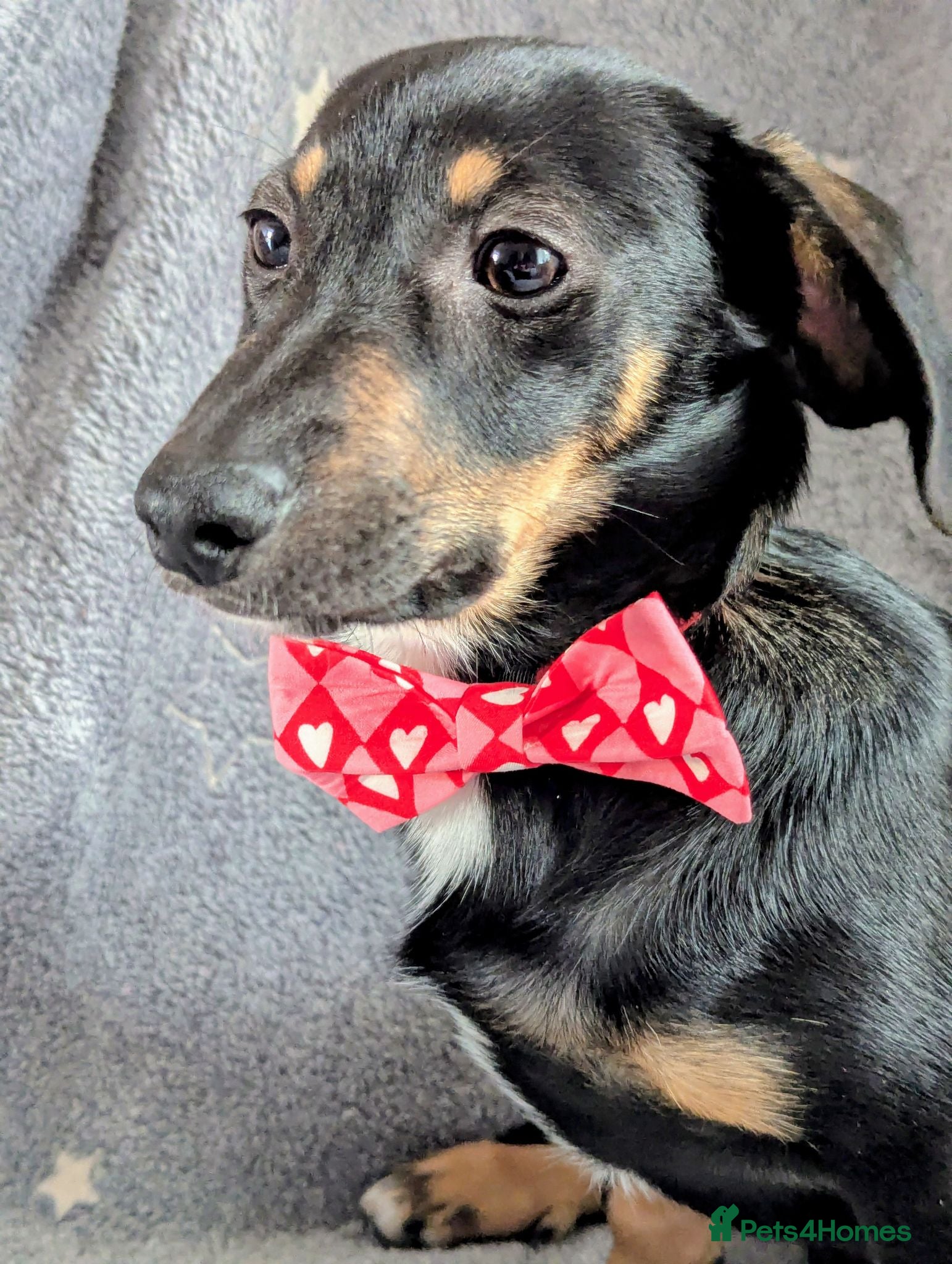 Mixed Breed dogs Purebred Miniature Dachshund Puppy Available - Advert 18