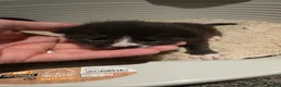 Mixed Breed cats for sale: 3 beautiful kittens for sale in Wednesbury - Advert 3