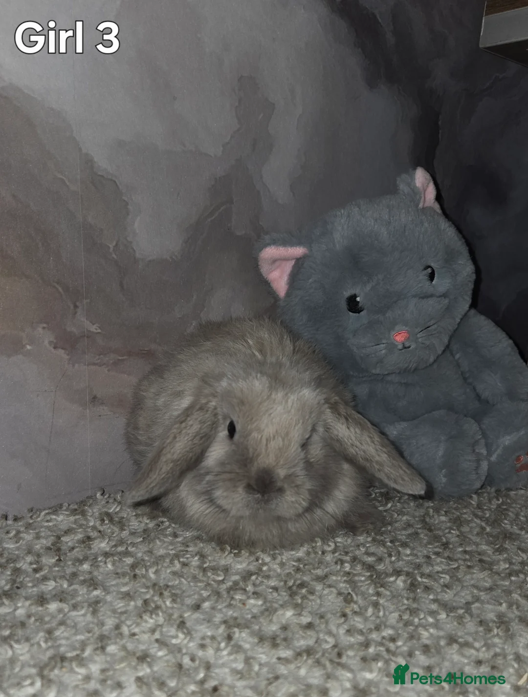 Mini Lop rabbits for sale: PURE MINI LOP BUNNIES ( All COLOURS) - Advert 25