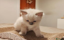 Ragdoll cats for sale: Ragdoll kittens - 1 girl & 2 boys - Image 7