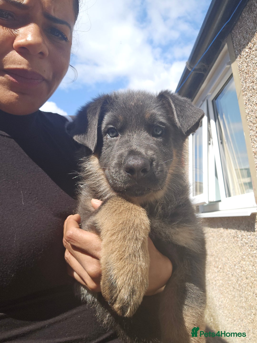German Shepherd dogs for sale: German shepherd girl BLUE/TAN  in Rugby - Image 4
