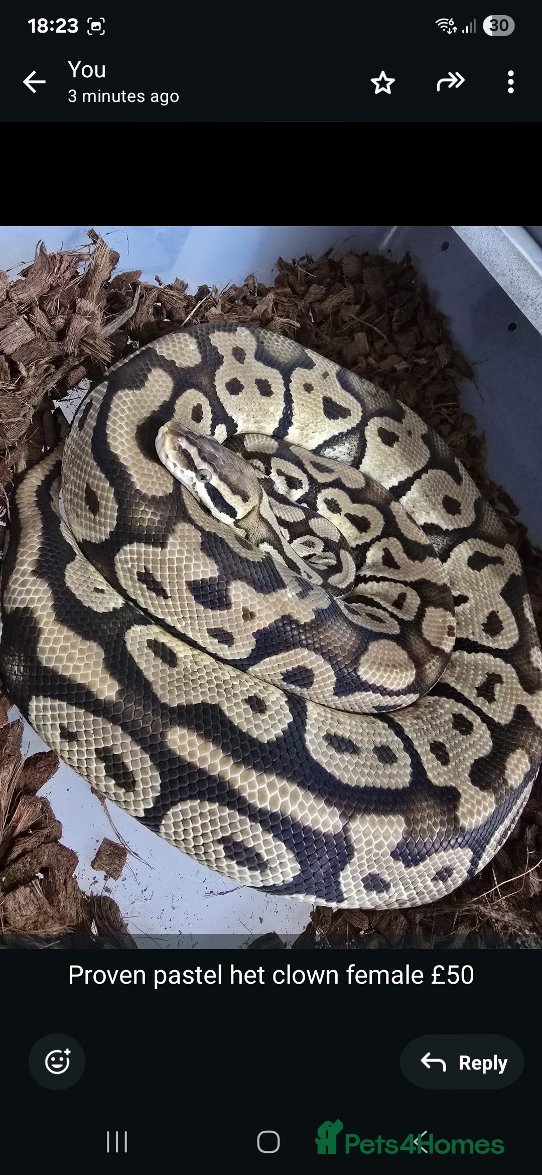 Python Snake reptiles for sale: Ball pythons - Image 4