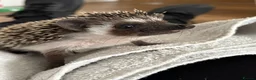 Pygmy Hedgehog rodents for sale: Pygmy hedgehog and tank - Advert 10