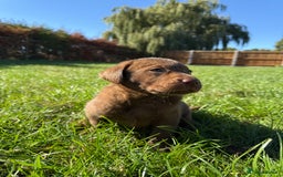 Labrador Retriever dogs for sale: Fantastic kc registered chocolate Labrador puppies - Image 8