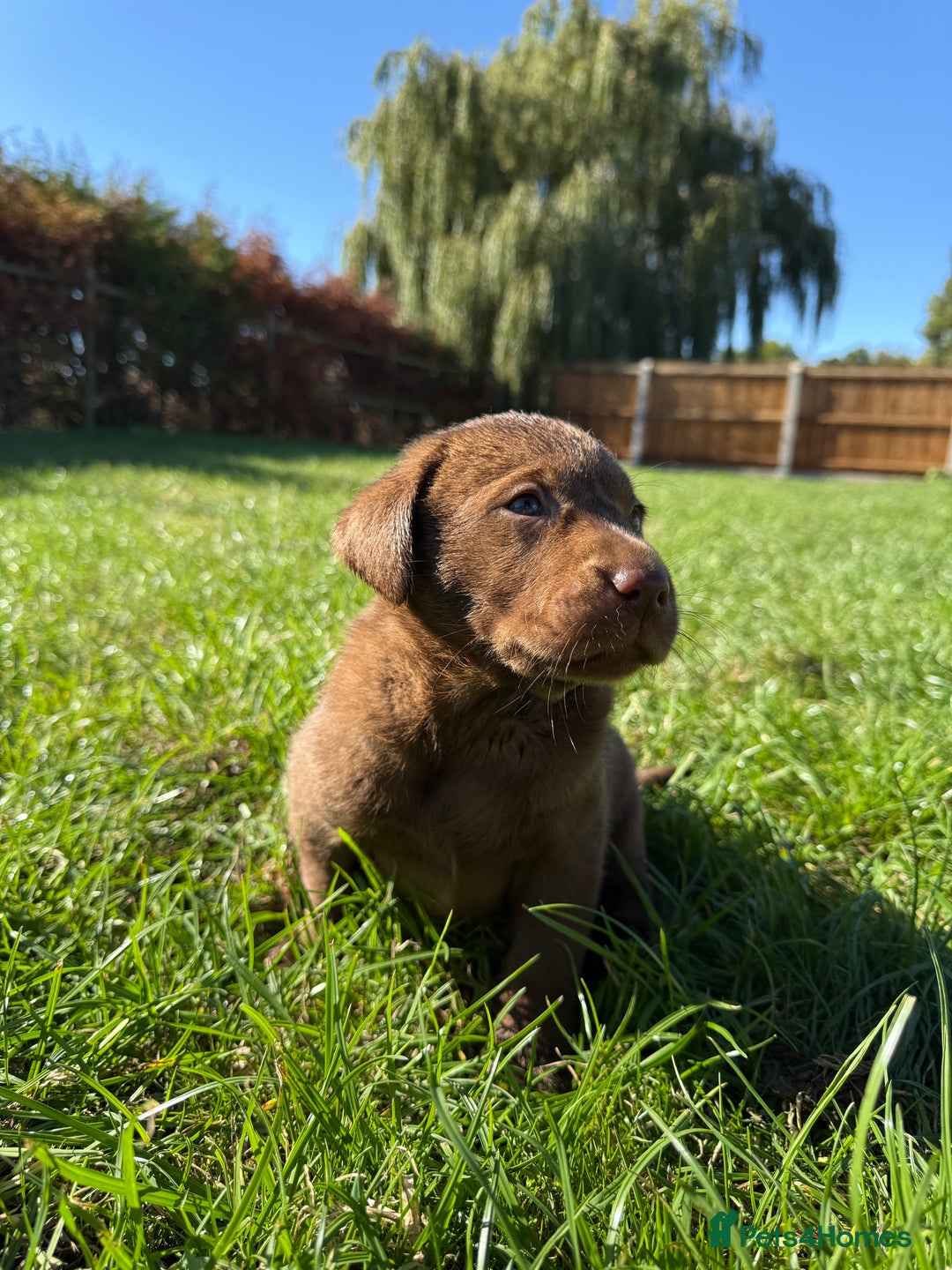 Labrador Retriever dogs for sale: Fantastic kc registered chocolate Labrador puppies - Image 8