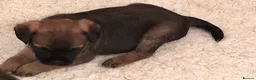 Border Terrier dogs for sale: Border Terrier Puppies, 5 Star Registered Breeder - Advert 5