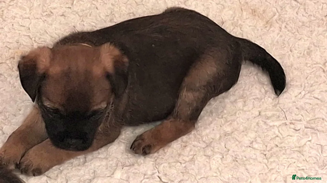 Border Terrier dogs for sale: Border Terrier Puppies, 5 Star Registered Breeder - Advert 5