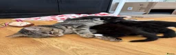 Mixed Breed cats for sale: Beautiful black & white kittens for sale  - Advert 3