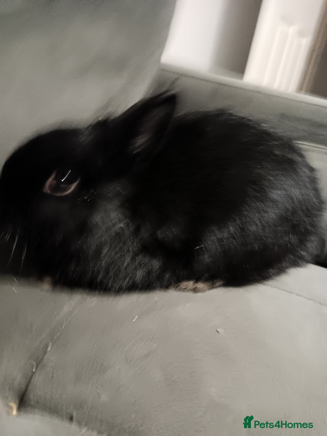 Netherland Dwarf rabbits for sale: Netherland dwarf ,,《show stock》 - Advert 7