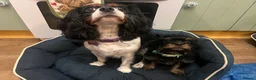Cavapoo dogs for sale: Toy Cavapoo  - Advert 1