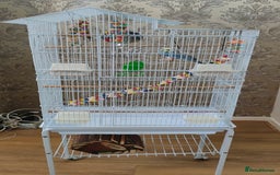 Budgerigars birds for sale: Budgie and cage for sale - Image 2