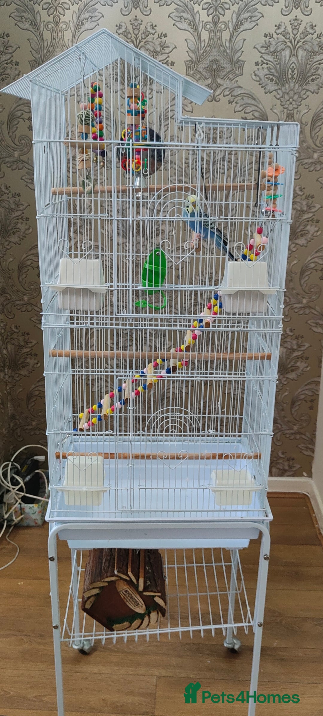 Budgerigars birds for sale: Budgie and cage for sale - Image 2
