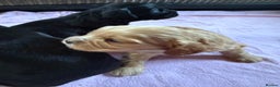 Mixed Breed dogs for sale: Gorgeous toy apricot and black cavapoos  - Advert 14