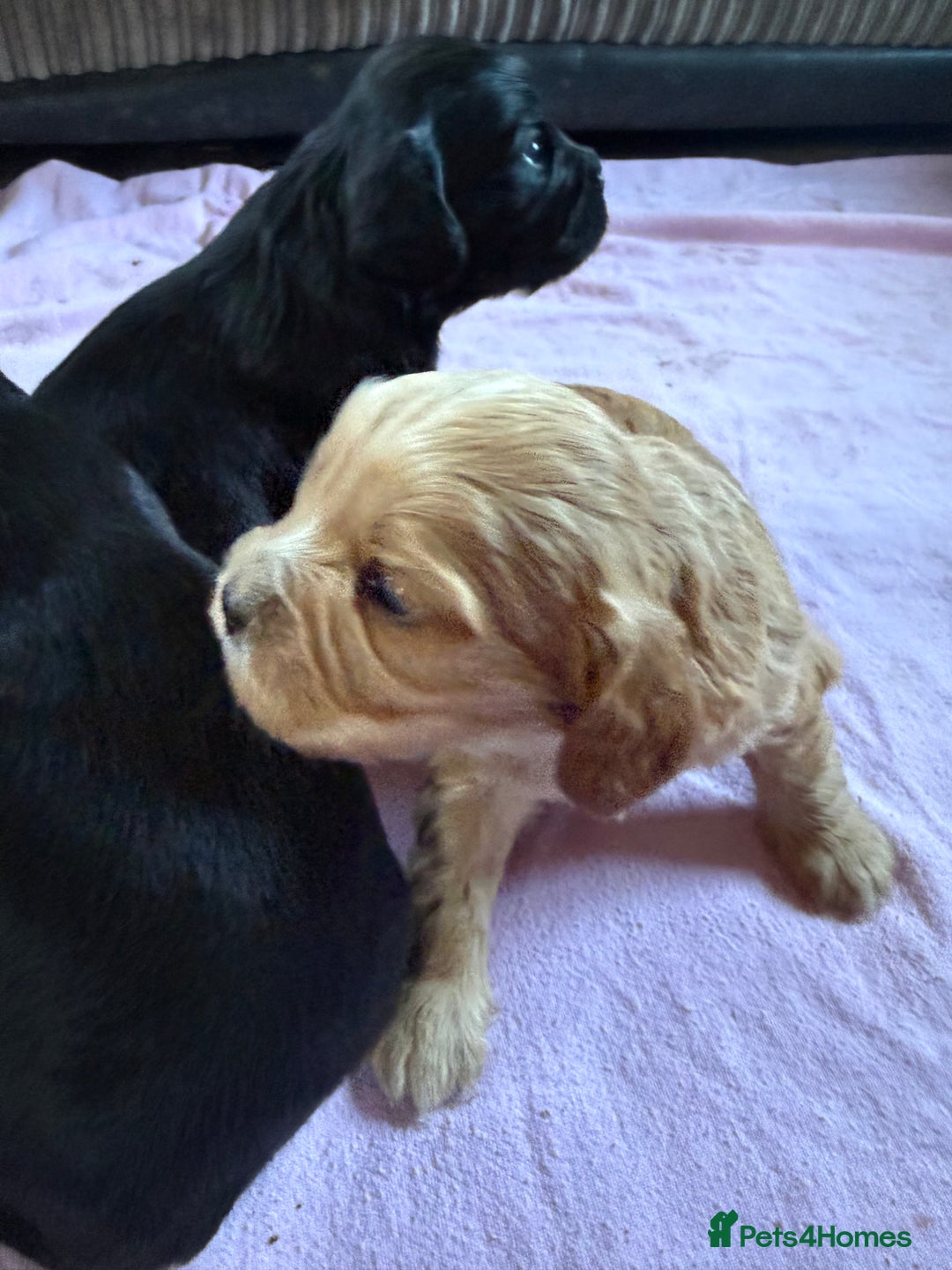Mixed Breed dogs for sale: Gorgeous toy apricot and black cavapoos  - Advert 14