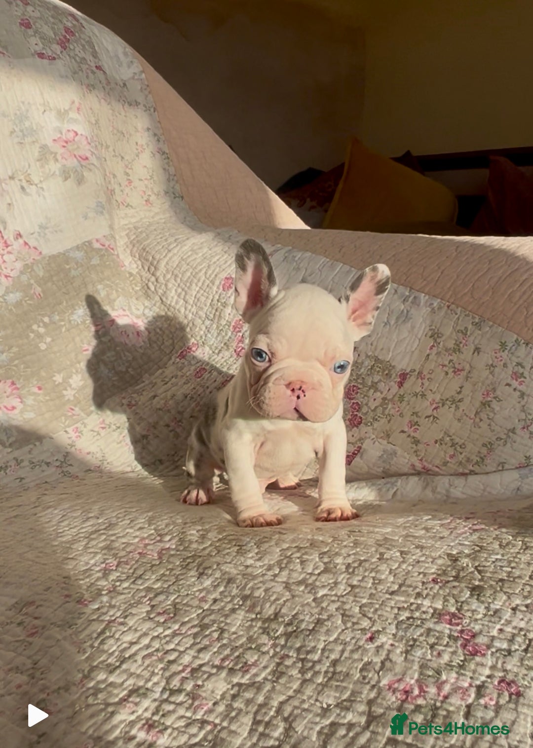 French Bulldog dogs for sale: Outstanding Frenchie Babies  - Advert 11