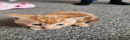 Mixed Breed cats for sale: Ginger kitten female - Advert 4