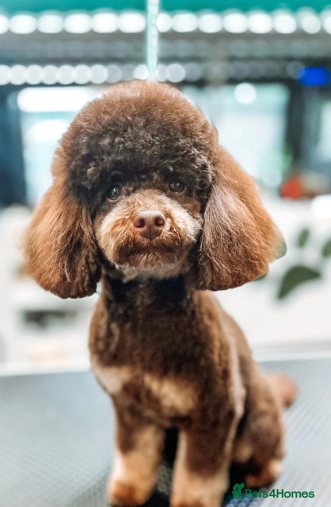Cockapoo dogs for sale: Unique F1 Cockapoo Puppies Expected - Image 2
