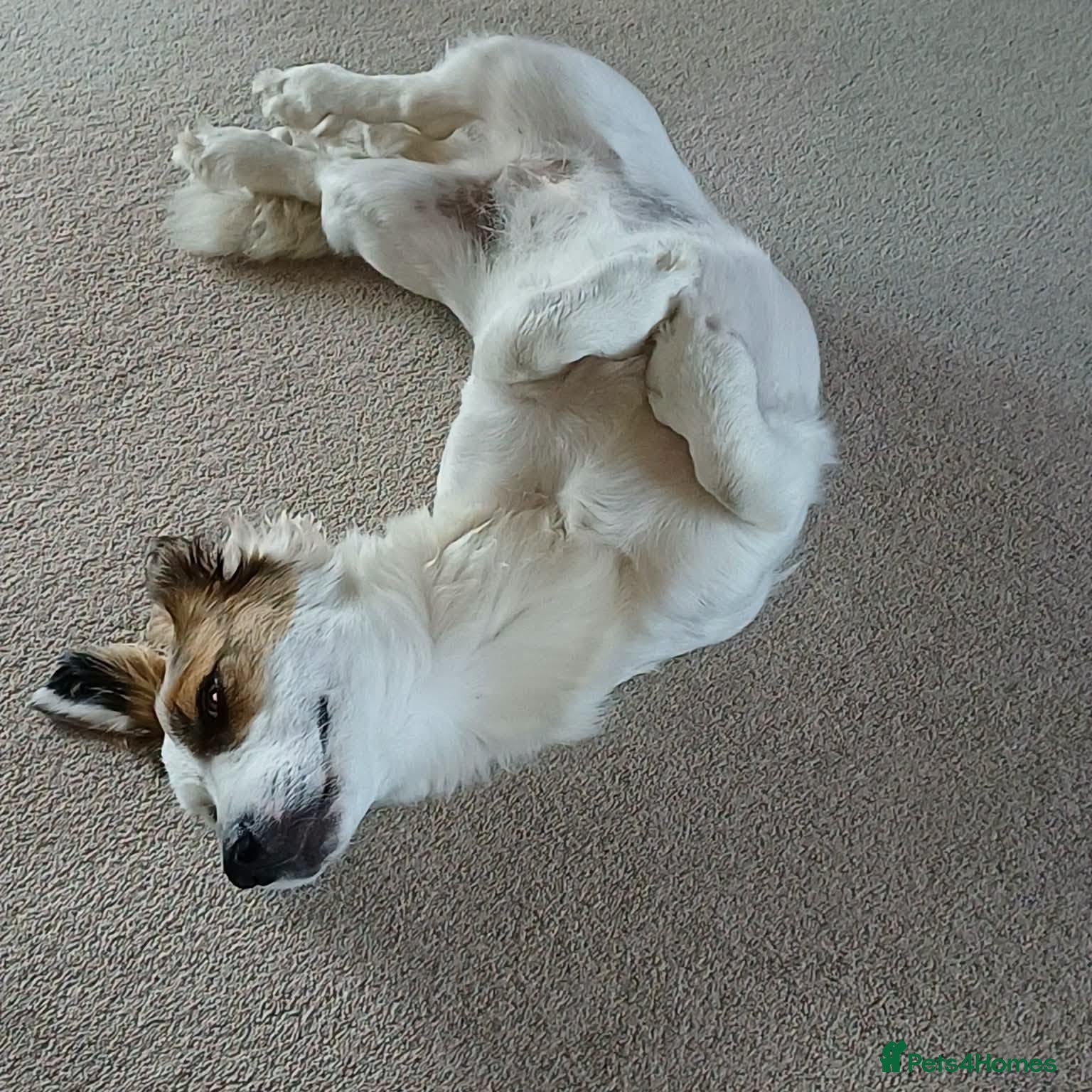 Mixed Breed dogs Mabel Needs You  - Advert 2