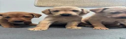 Labrador Retriever dogs for sale: 10 adorable fox red Labrador puppies  - Advert 20