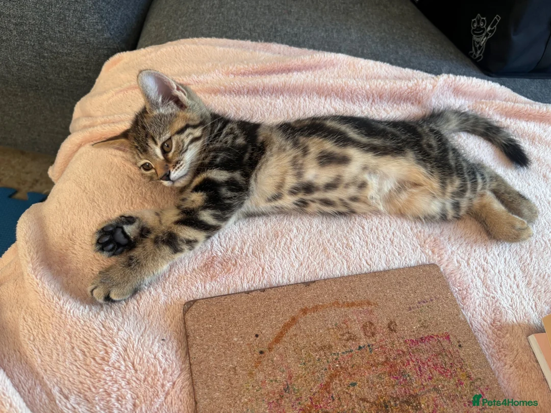 Mixed Breed cats for sale: Female mixed breed  - Advert 1