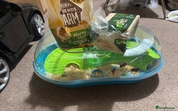 Hamster rodents for sale: Lovely Chinese hamster for sale  - Image 3