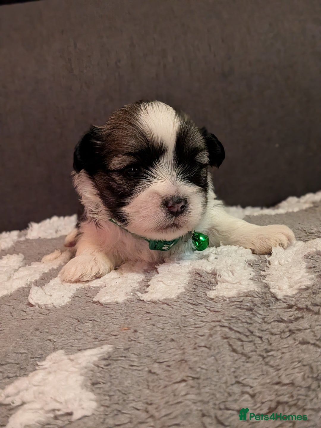 Lhasa Apso dogs for sale: 4 gorgeous Lhasa apso puppies  - Image 15