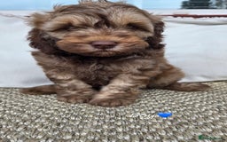 Labradoodle dogs for sale: 7 labradoodle puppies for sale - Image 4