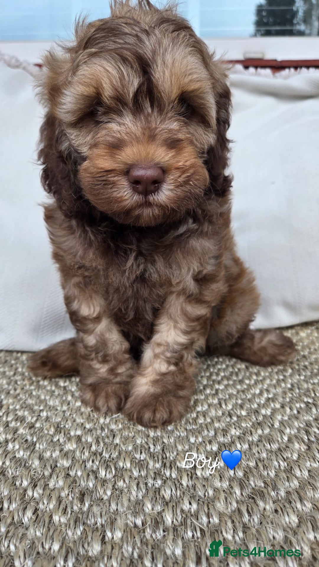 Labradoodle dogs for sale: 7 labradoodle puppies for sale - Image 4