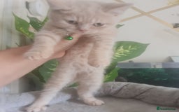 British Shorthair cats for sale: Adorable kittens  4 sweet home - Image 13