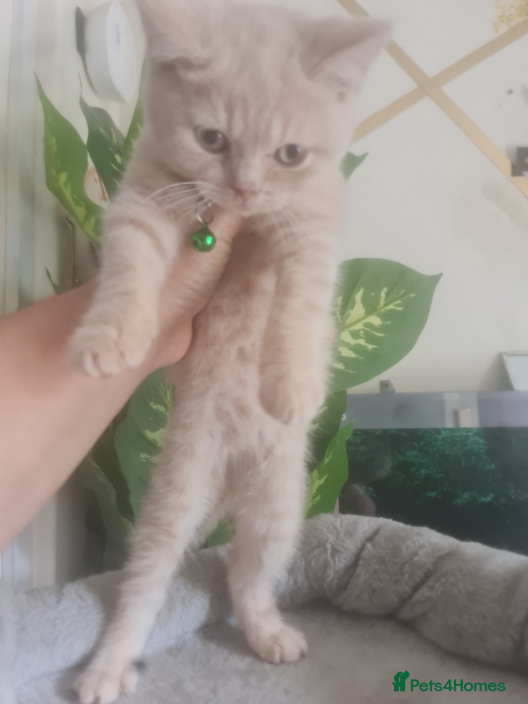 British Shorthair cats for sale: Adorable kittens  4 sweet home - Image 13