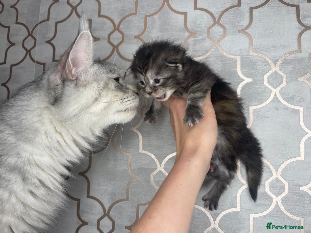 Maine Coon cats for sale: 🐾💛5 Sweet Maine Coons looking for forever home💛 - Advert 9