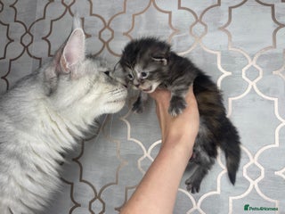 Maine Coon cats 🐾💛5 Sweet Maine Coons looking for forever home💛 - Advert 10