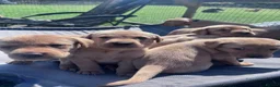 Labrador Retriever dogs for sale: KC Reg Health Tested Fox Red working line 4th Gen  - Advert 10