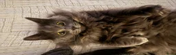 Ragdoll cats for sale: Beautiful Grey Ragdoll female cat, green eyes. in Bristol - Advert 5