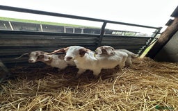 Goats livestock for sale: Boer x Saanen Nanny kids - Advert 3