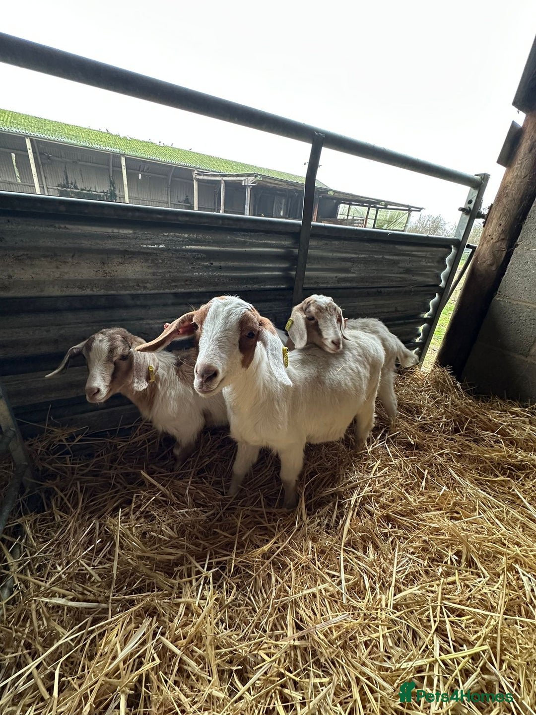 Goats livestock for sale: Boer x Saanen Nanny kids - Advert 3