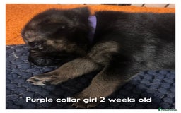 German Shepherd dogs for sale: German shepherd puppies  - Image 19