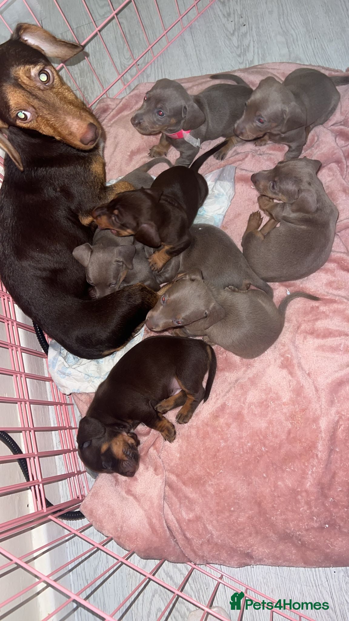 Miniature Dachshund dogs Kc Miniature dachshund girls - Advert 2