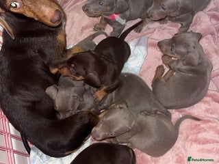 Miniature Dachshund dogs Kc Miniature dachshund girls - Advert 2