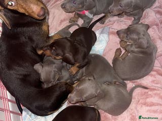 Miniature Dachshund dogs Kc Miniature dachshund girls - Advert 14