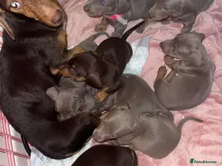 Miniature Dachshund dogs Kc Miniature dachshund girls - Advert 6