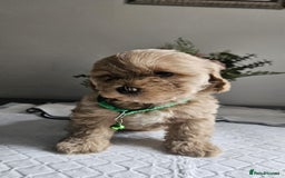 Cavapoo dogs for sale: Adorabile Cavapo Puppies  - Image 1