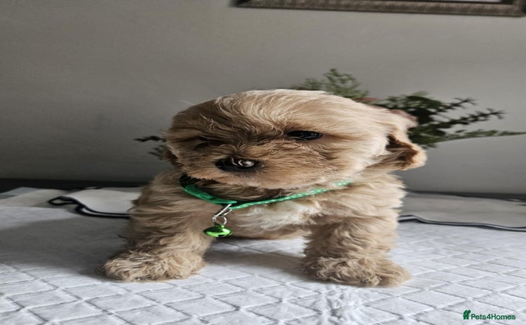 Cavapoo dogs - Advert 3