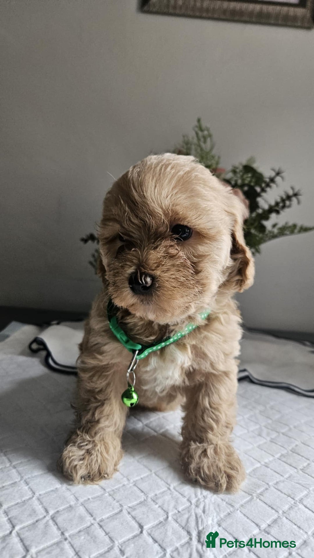 Cavapoo dogs for sale: Adorabile Cavapo Puppies  - Image 1