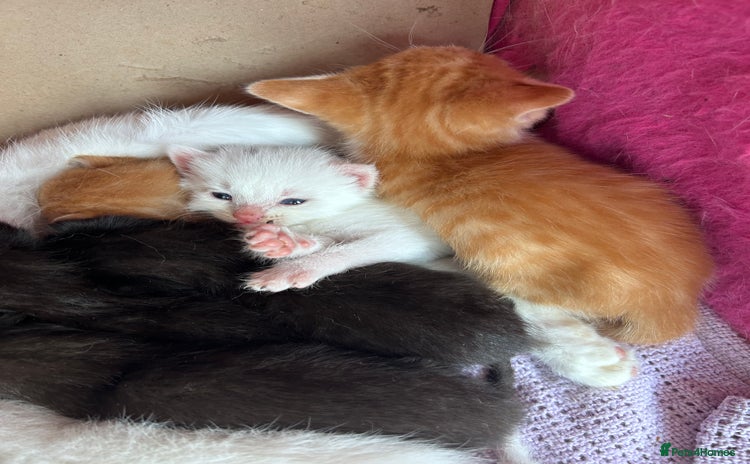 Mixed Breed cats - Advert 5